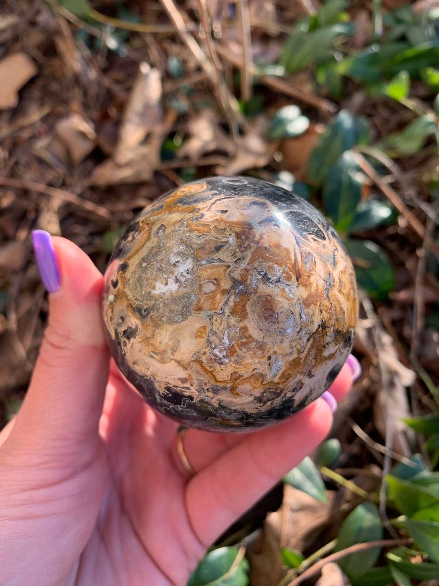 Petrified Black Palm Root