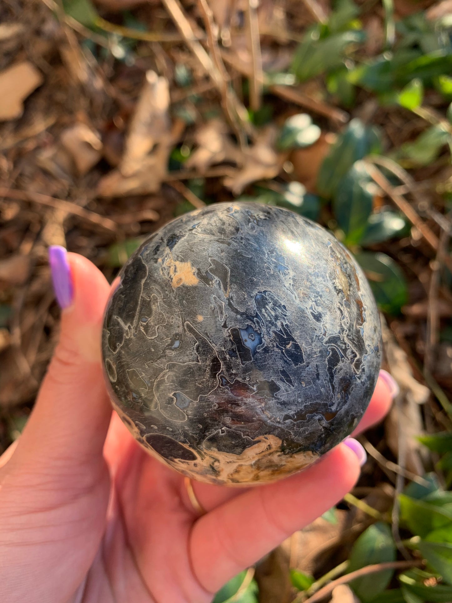 Petrified Black Palm Root