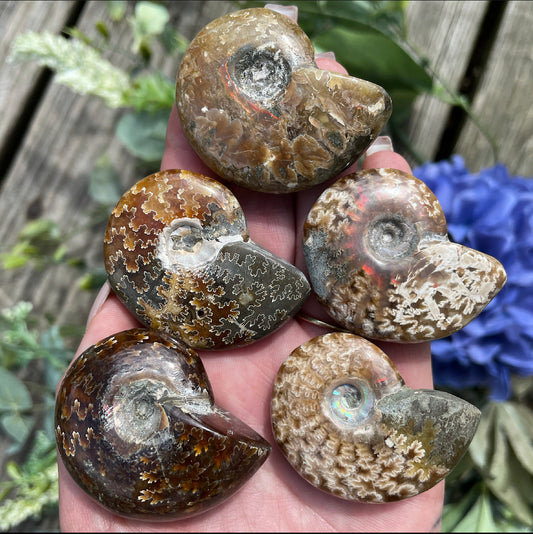 Ammonites